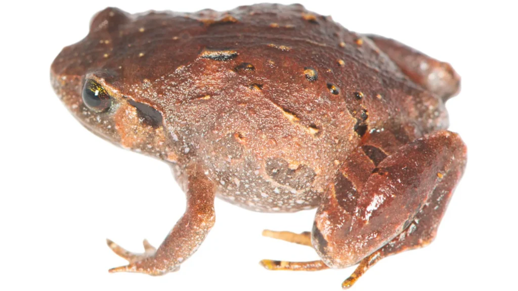 Seven new frog species were hiding beneath Madagascar’s forest floor