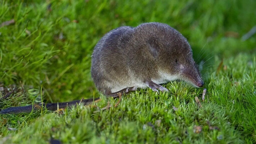 Shrews’ noses grow in winter as their brains shrink