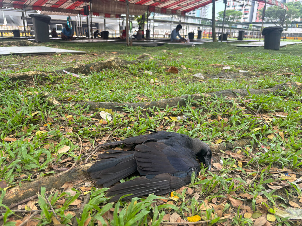 Singapore made a crow-friendly city. Now it wants to shoot them