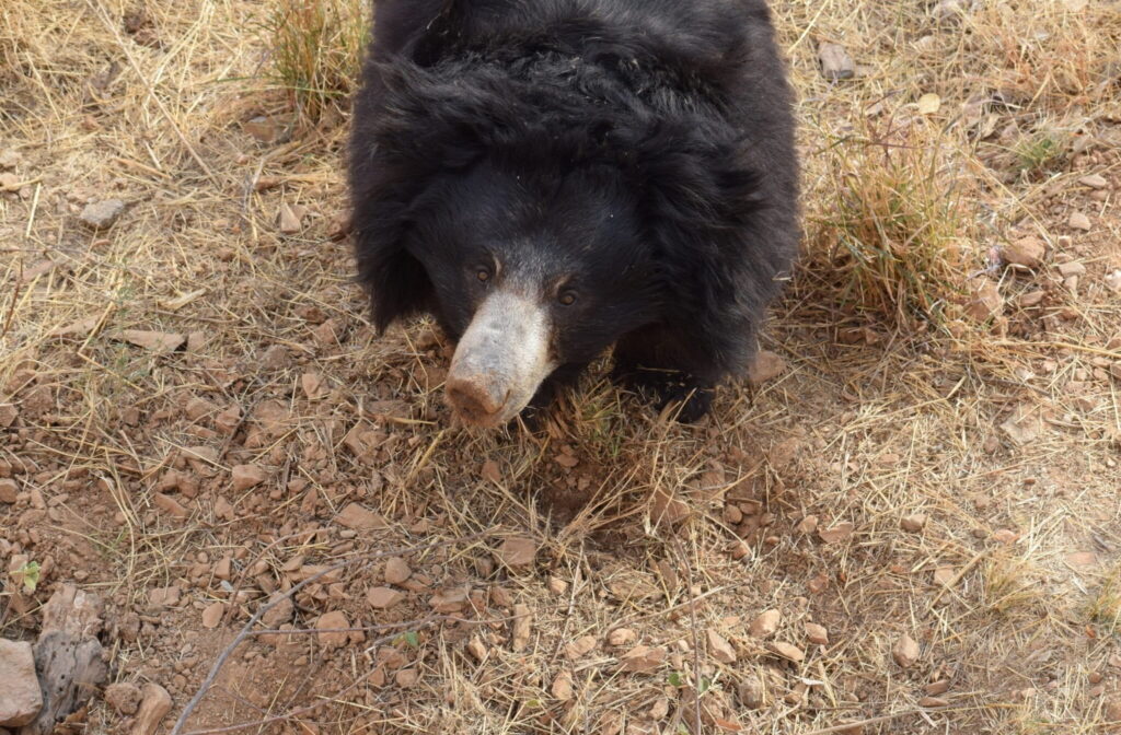 Sloth bears help shape India’s dry forests as unlikely seed dispersers