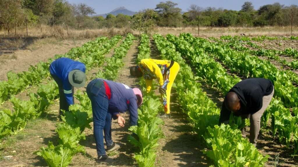 South Africa school uses cattle dung to generate biogas for cooking meals