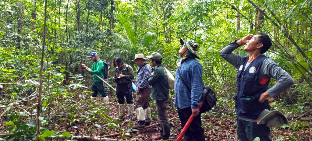 Southeast Asia is a hotspot for oak trees, many under ‘dire threat’