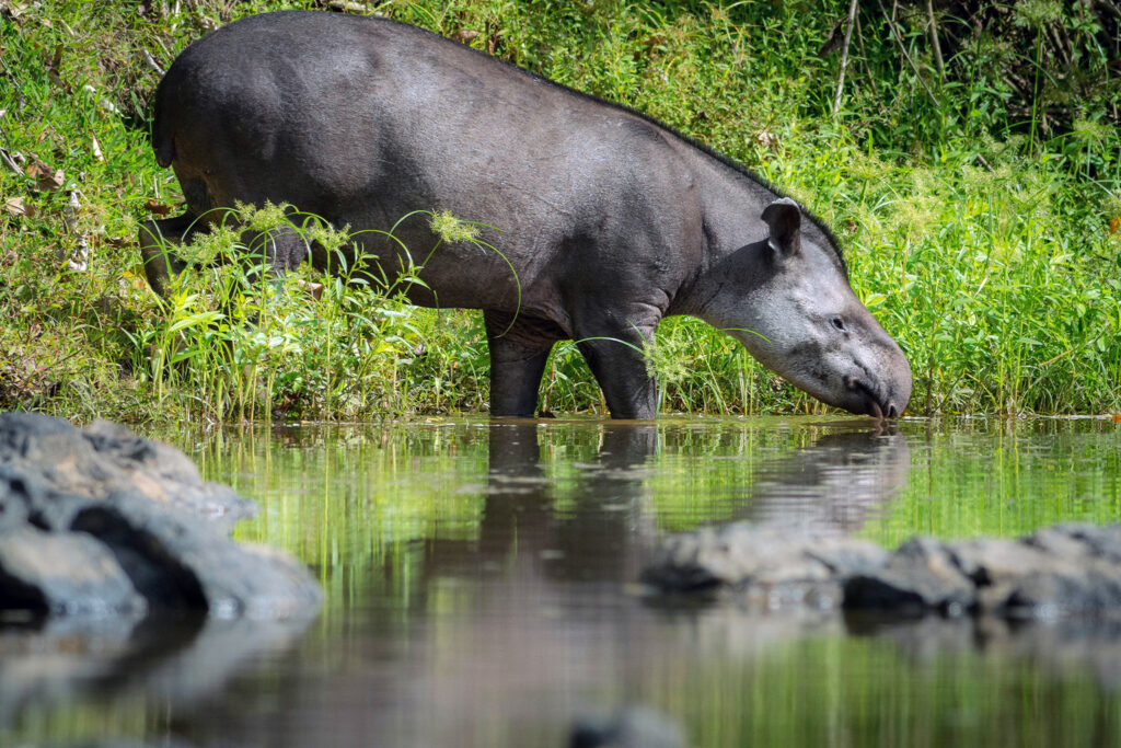 Tapirs, bats and nests: How plastic infiltrates Amazonian wildlife