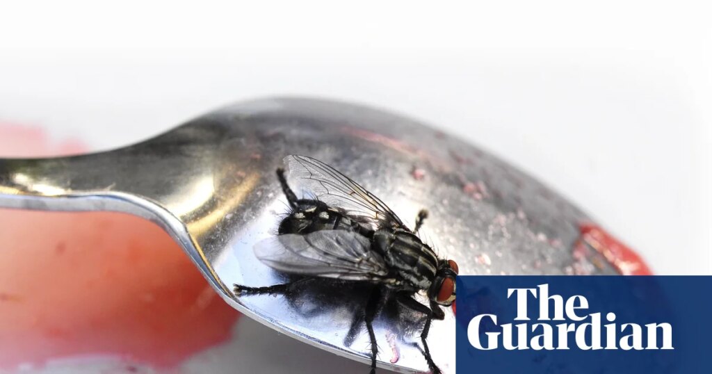 The buzz about fly infestations this summer | Insects