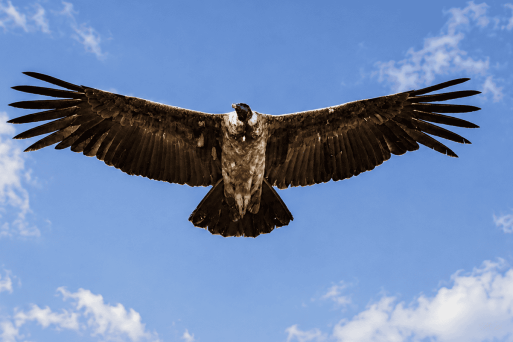 The king of the Andes: How a village learned to coexist with condors
