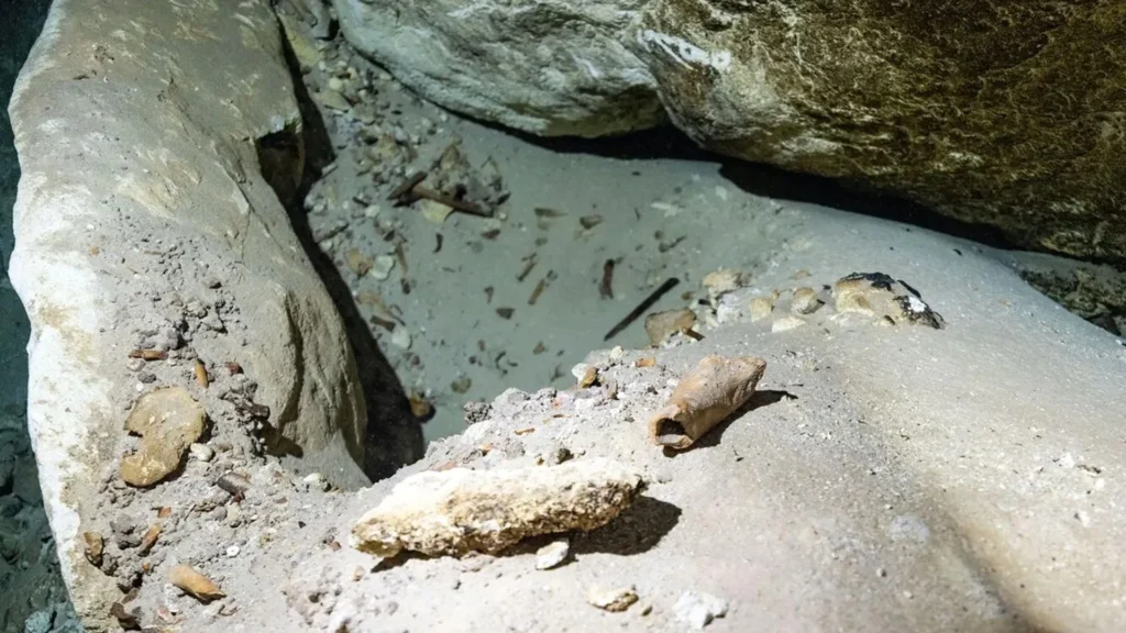 These underwater bones could solve a mystery about extinct giants