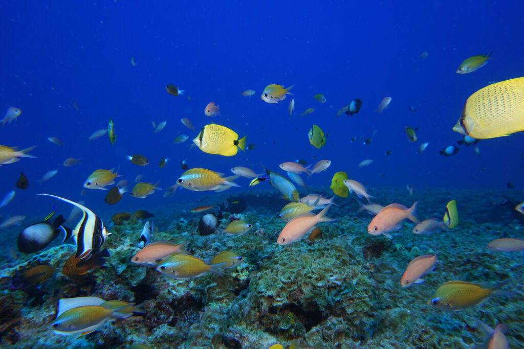 Trump Promotes Commercial Fishing in Protected Pacific Marine National Monuments