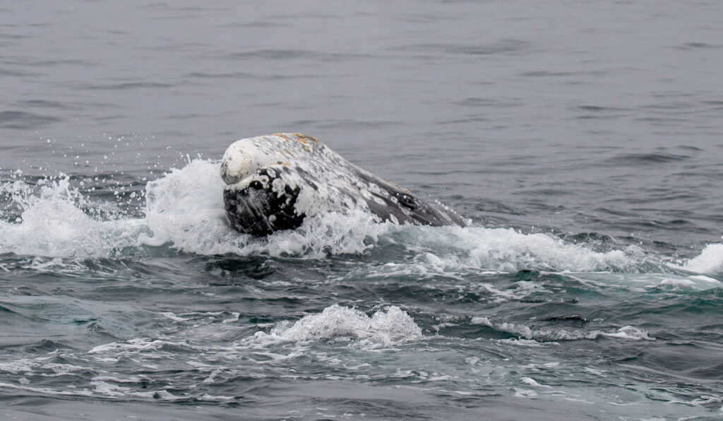 US environmental groups plan to sue to relist gray whales under Endangered Species Act