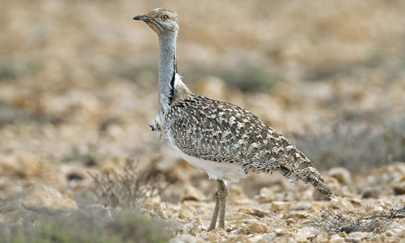 Uzbekistan’s houbara releases serve hunting, not conservation, expert says