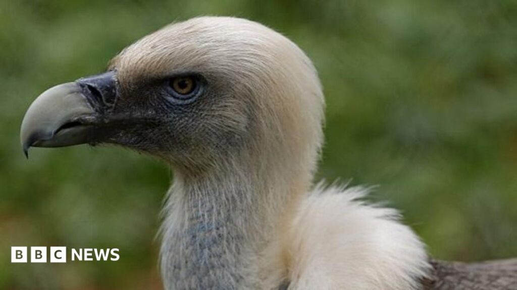 Vultures are disappearing in Nigeria – but the ‘vulture king’ and others are fighting back