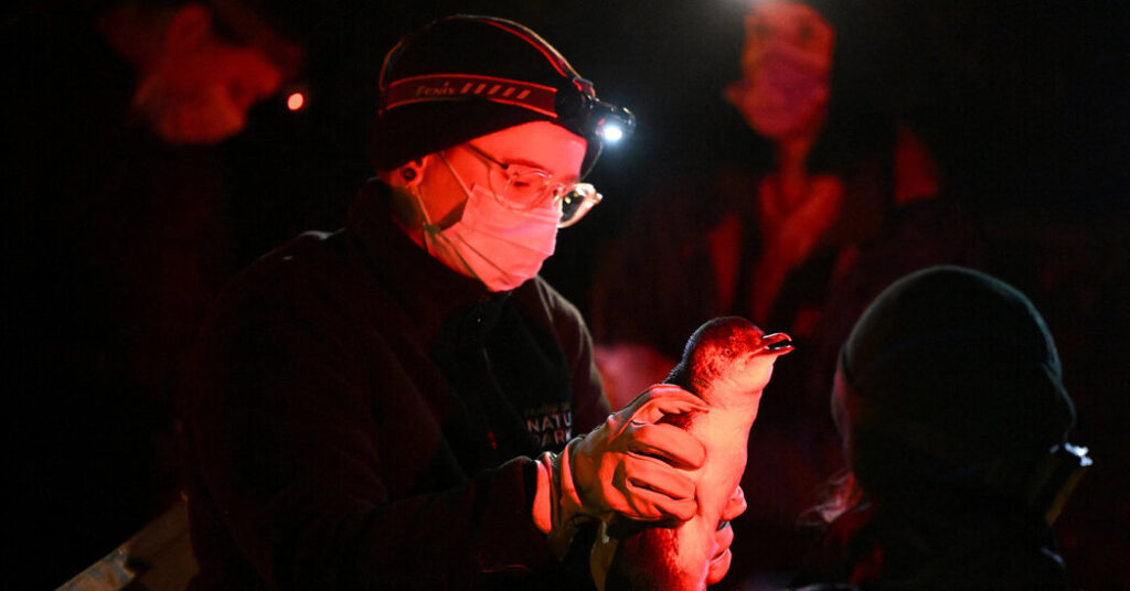 What We Know About Australia’s Bird Flu, Which Has Crossed Over to Mammals