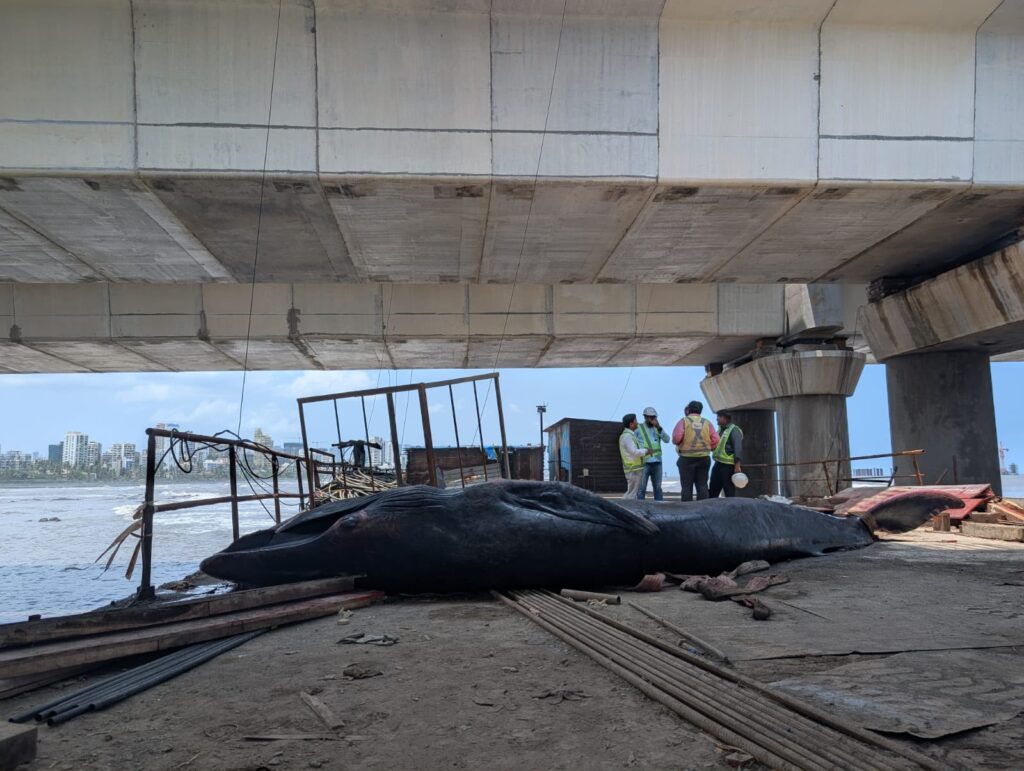 What happens after a whale strands on a Mumbai beach?