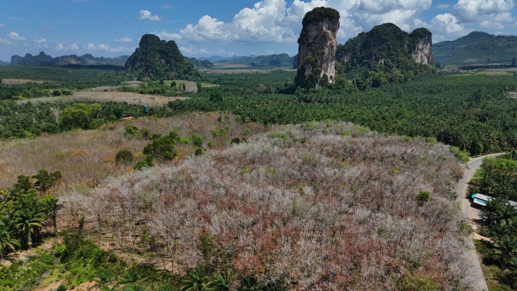 Why carbon markets alone won’t save Southeast Asia’s concessions forests