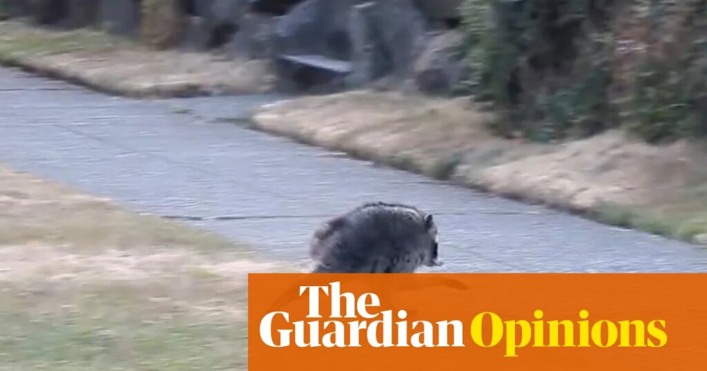 Why we’re all obsessed with Jimothy the raccoon, the internet’s animal of the moment | Elle Hunt
