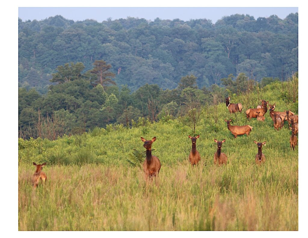 Wildlife in the eastern U.S. are making a comeback