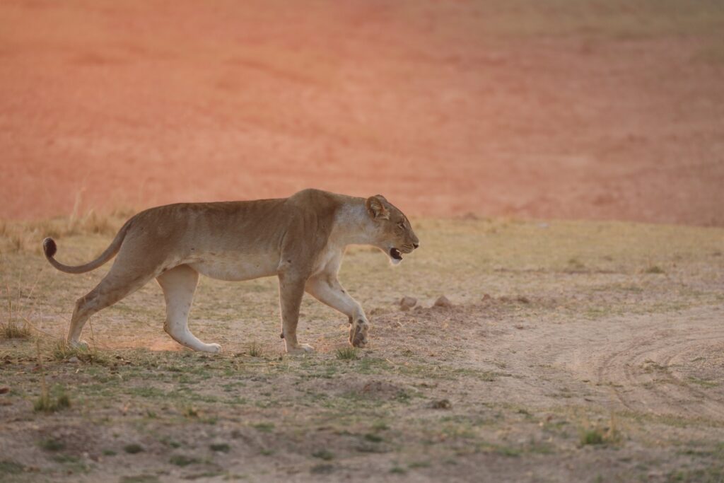 World Lion Day: The communities living with lions