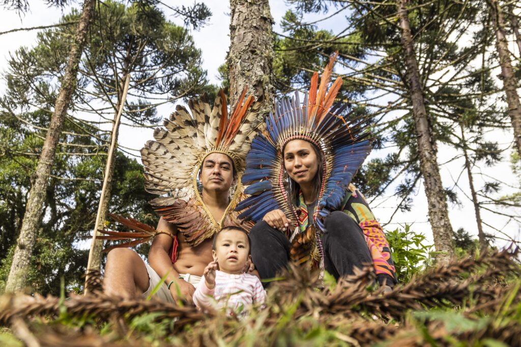 Xokleng Indigenous people plant thousands of critically endangered pine in Brazil