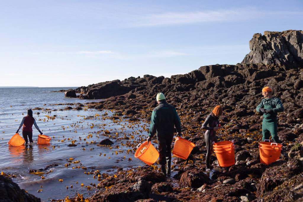 A Battle Brews Over Maine’s Salmon Farms