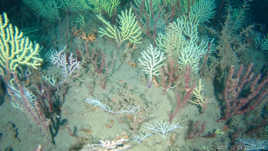 A coral reef thought dead for 60 years is teeming with life