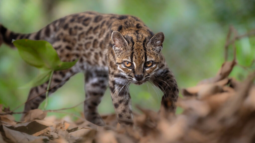 A new cat species was just discovered. Several more may follow
