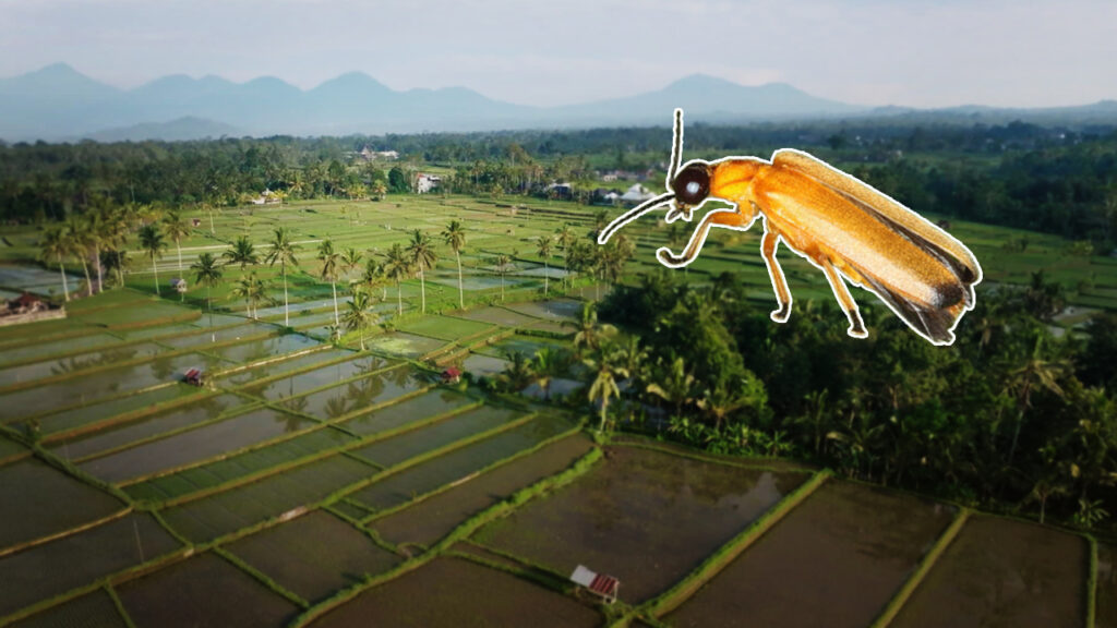 A plan to save Bali’s lost fireflies