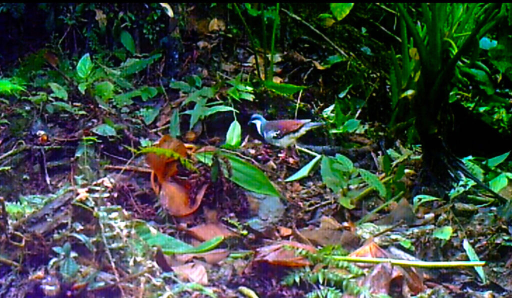 A ‘lost’ Philippine pigeon reappears after 20 years — but its forest is disappearing