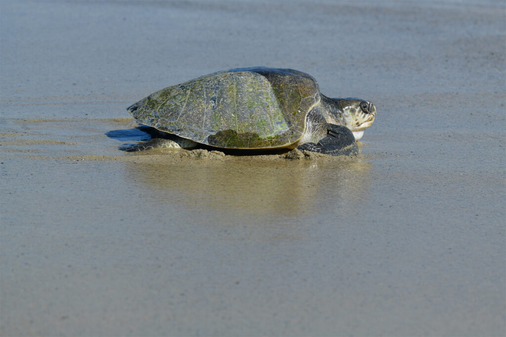 Agency says sea turtle eggs laid on California beaches are a first for the US West Coast