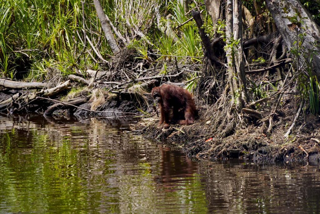 As fires spread in Indonesia, Bornean orangutans run out of forest to flee