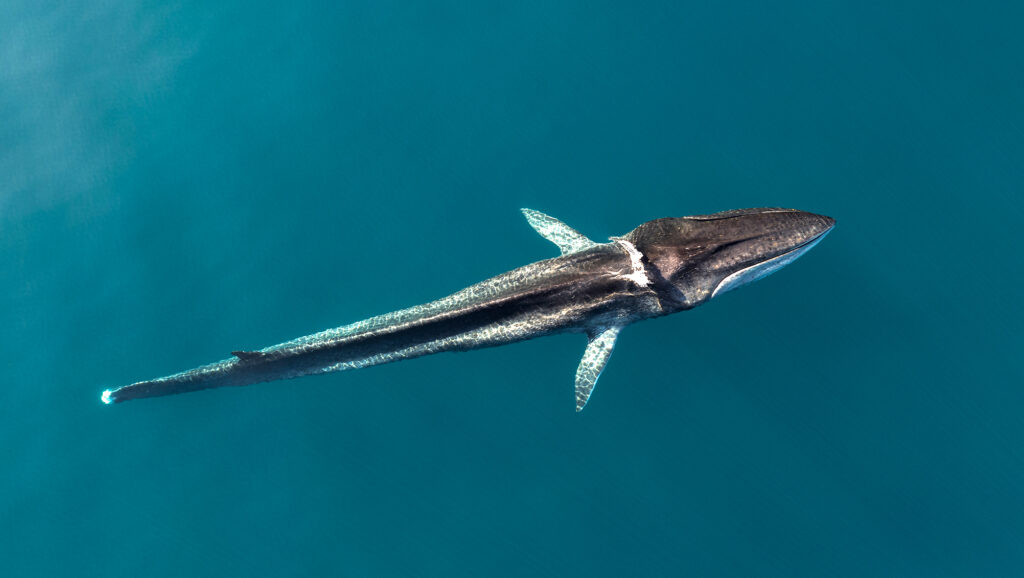 Can we stop ships from killing the Mediterranean’s last great whales?