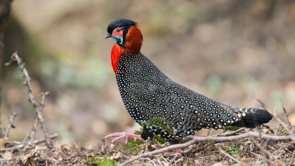 Colorful Himalayan pheasants face a less rosy future under human pressure