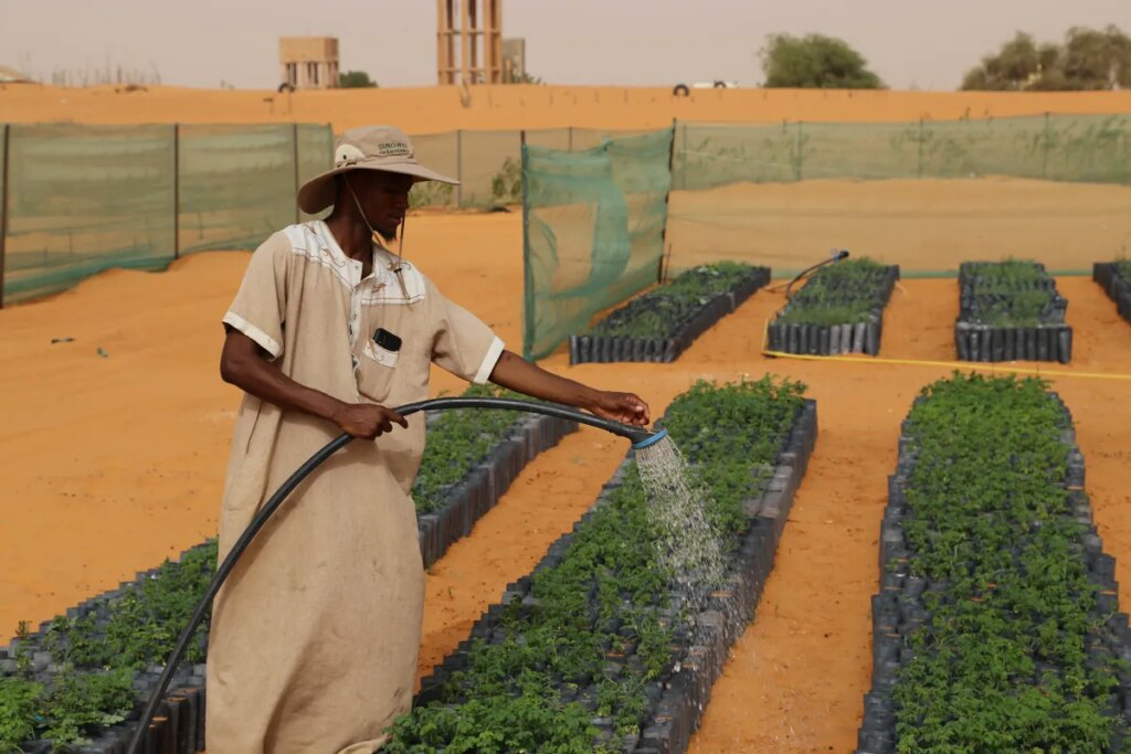 Did African countries try to plant giant wall of trees to stop Sahara Desert’s spread?