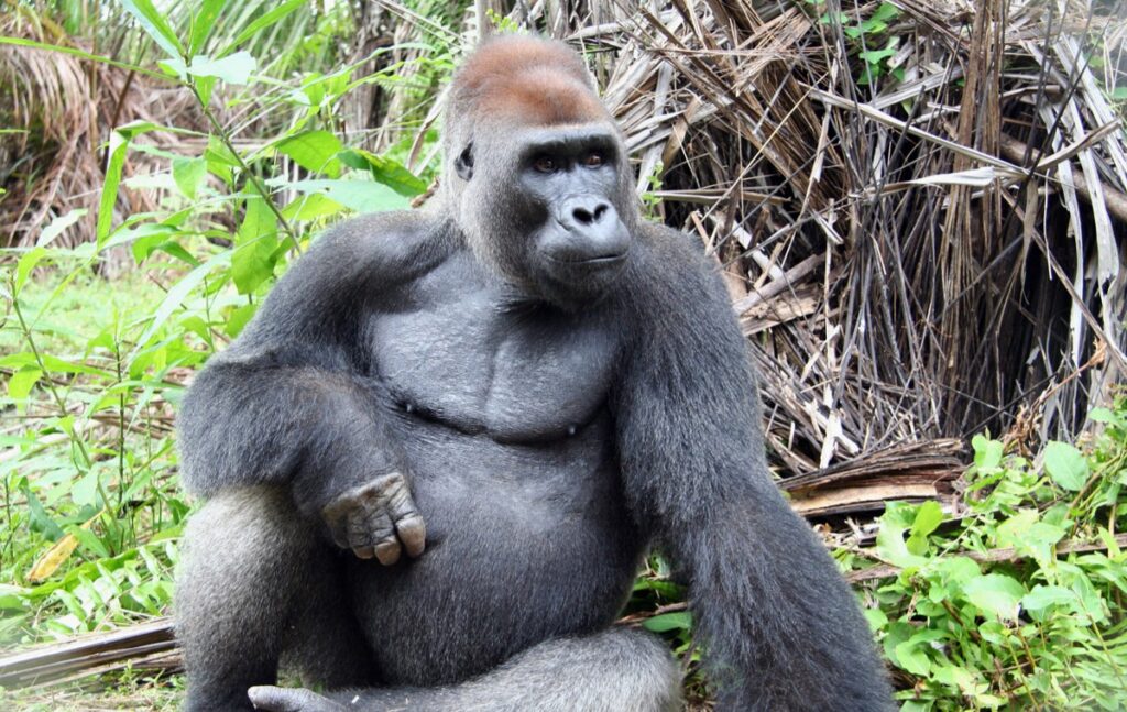 Ebola, twins and women-led conservation: Reporting on gorillas for World Gorilla Day