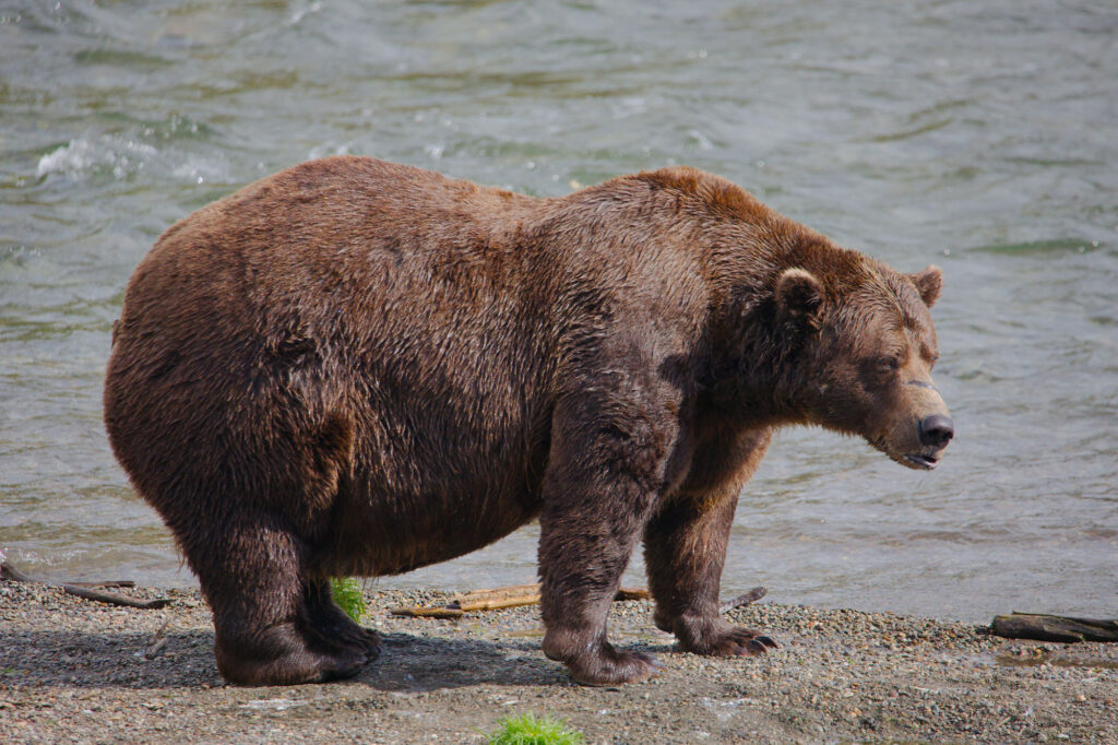 Fat Bear Week opens for Alaska’s heavyweight crown. Can Chunk, the 1,200-pound champ, win again?