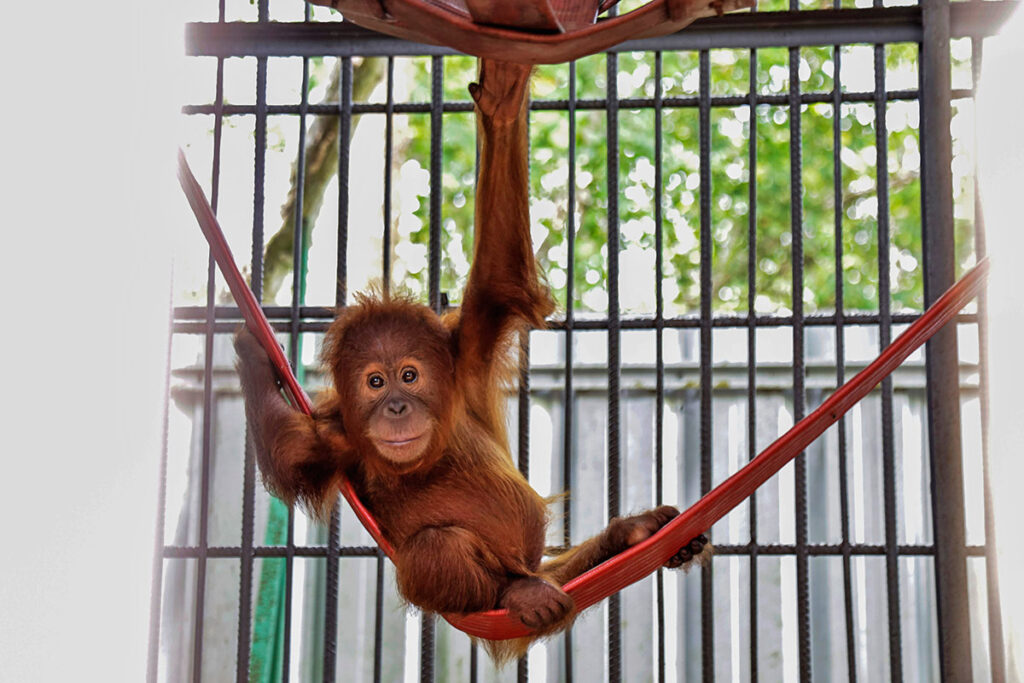 Five orangutans found in India face long road back home to Indonesia