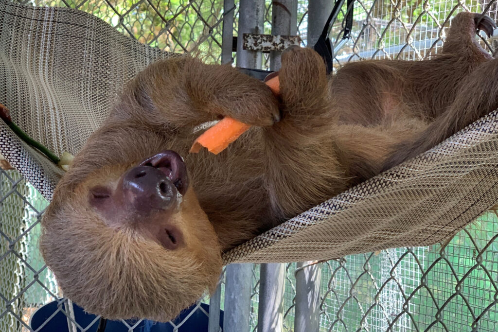 Florida Proposes Stronger Protections for Sloths After Dozens Died at a Tourism Attraction
