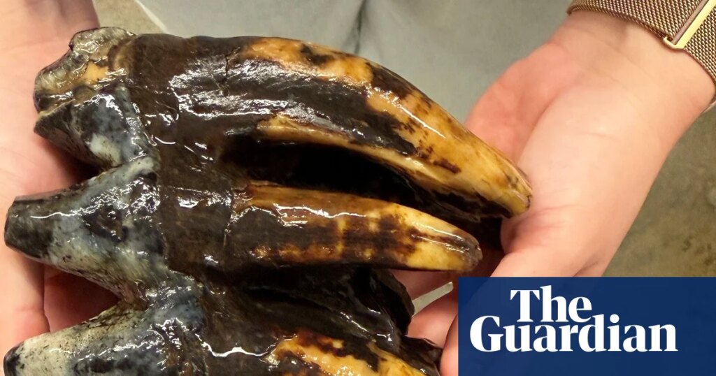 Fossilized 10,000-year-old mastodon tooth found by California scientist | California