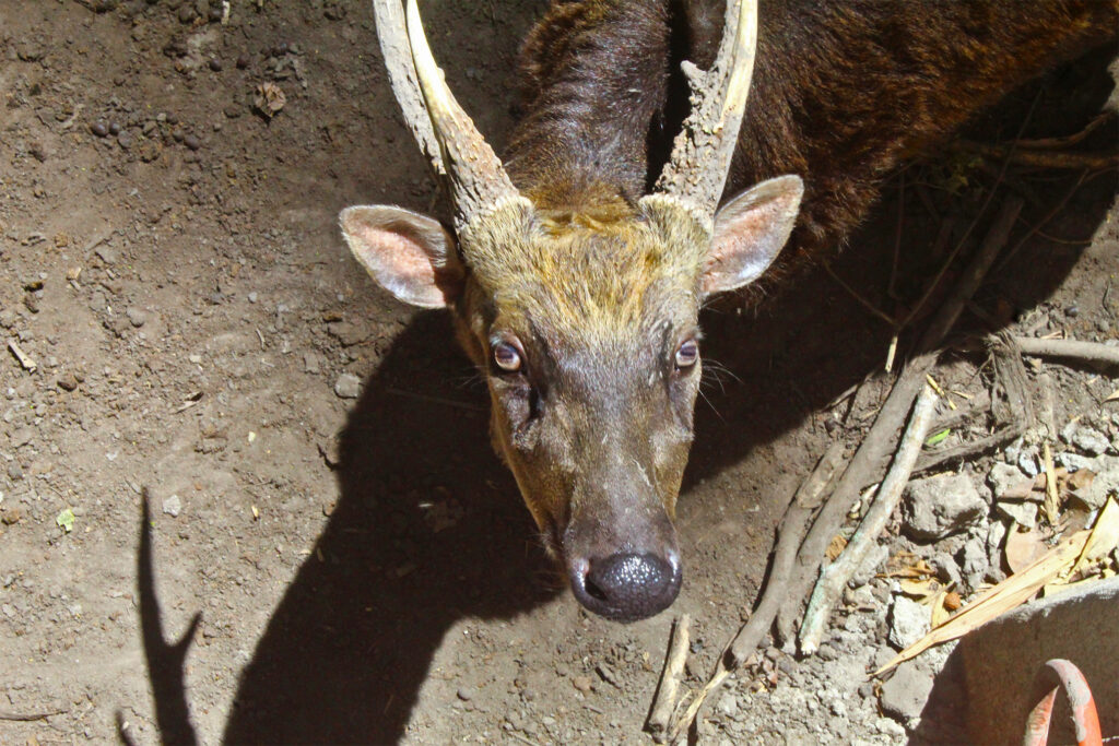 Genetic road map offers hope for threatened Visayan spotted deer