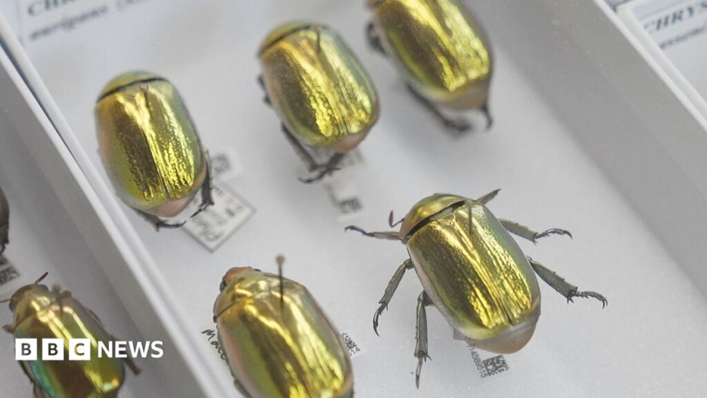 Gold beetles to Darwin’s finds – the 70 million museum artefacts going online