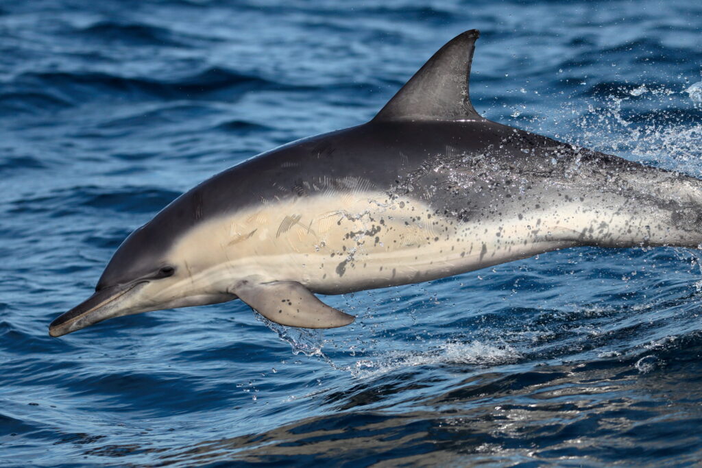 H5N1 bird flu jumps to marine mammals and wildlife in Australia