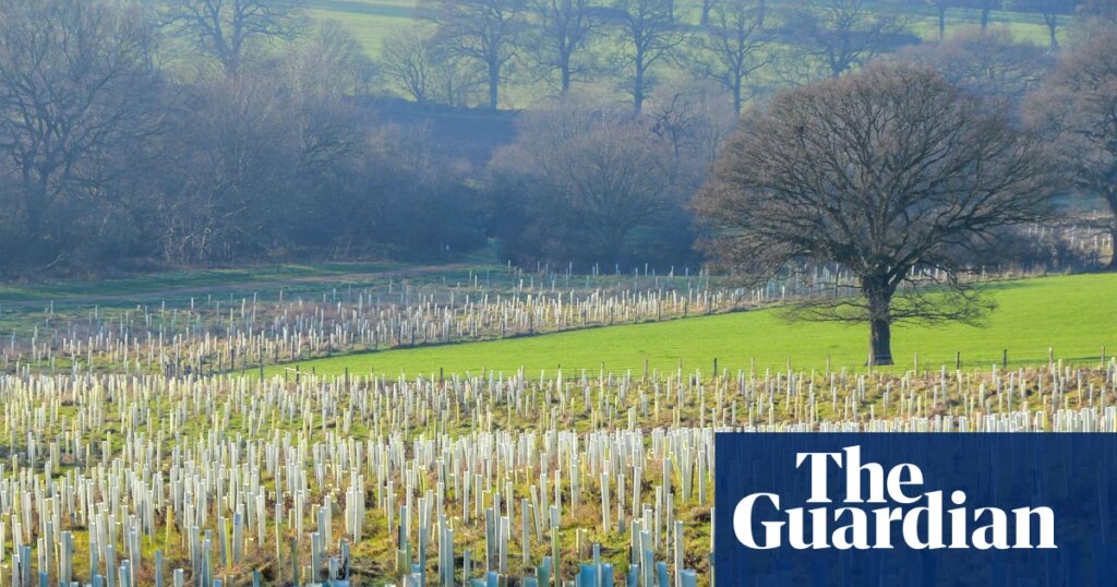 Half a million trees to be planted in England in three years, says government | Trees and forests