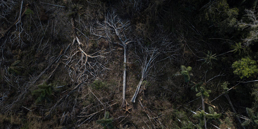 How Trade Deals Can Save Nature by Bård Harstad