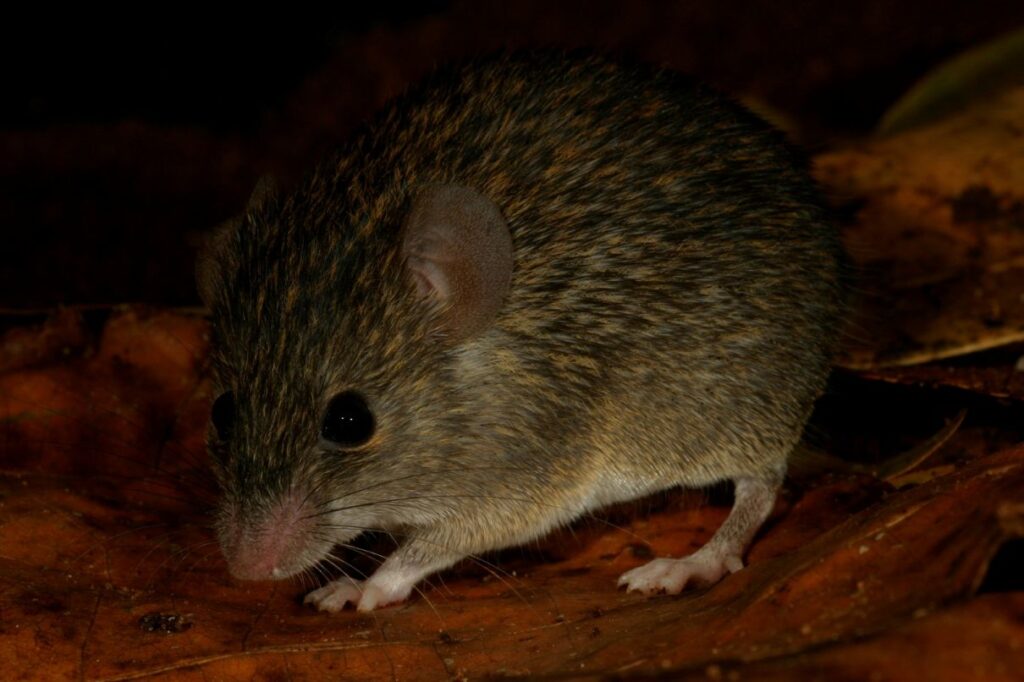 How burnt coconut helped discover new to science endemic species in Sri Lanka