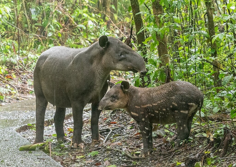 In Panama’s Darién forest, Indigenous communities test a new way to fund conservation