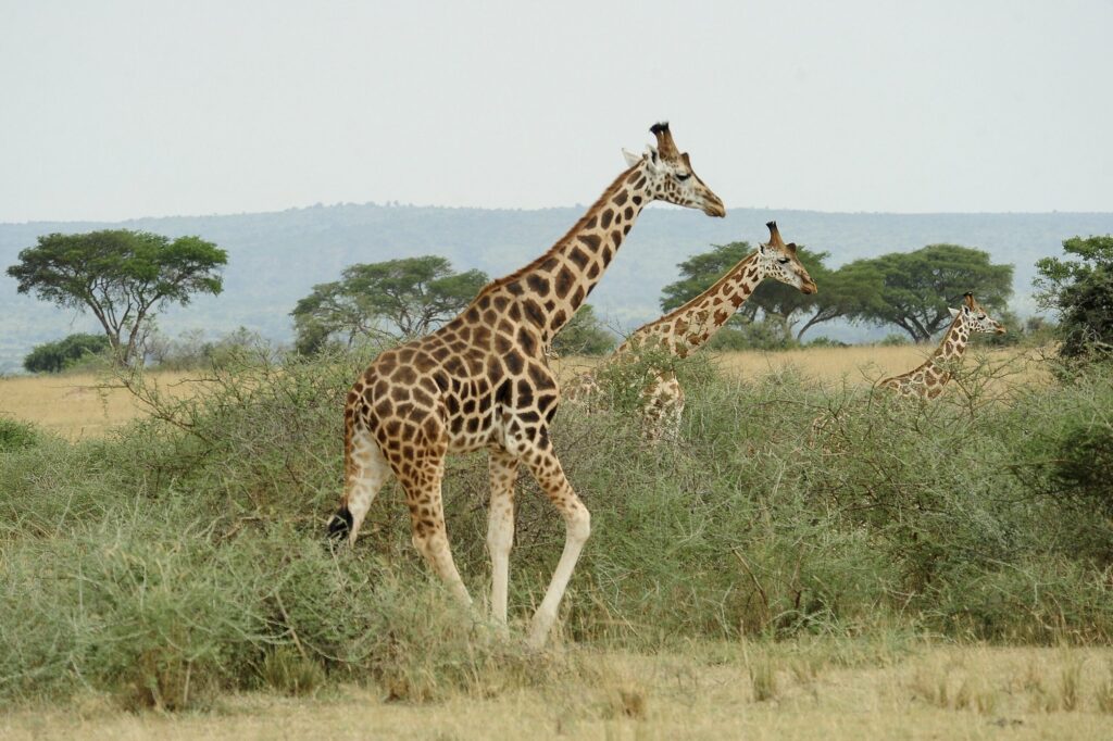 In war-torn South Sudan, giraffes retain a surprisingly healthy gene pool