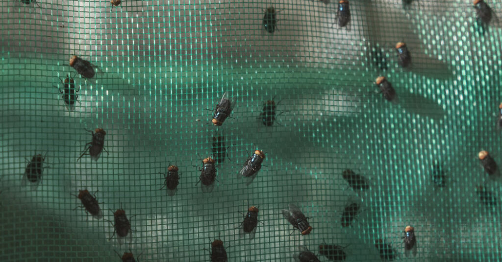 Inside the Fight Against a Flesh-Eating Fly in Mexico