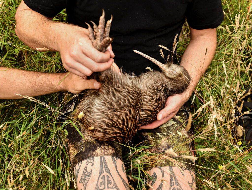 Iwi and community-led effort return kiwi to Wellington for first time in over a century