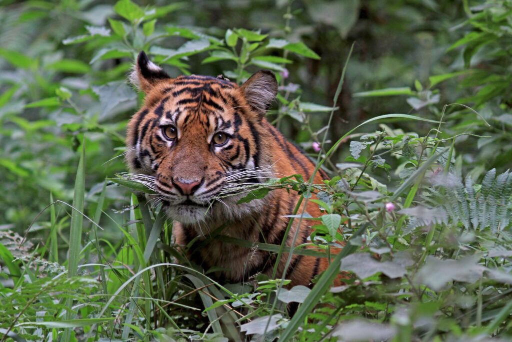 Katmandu Resolution calls for Asia-wide leadership on conservation (commentary)