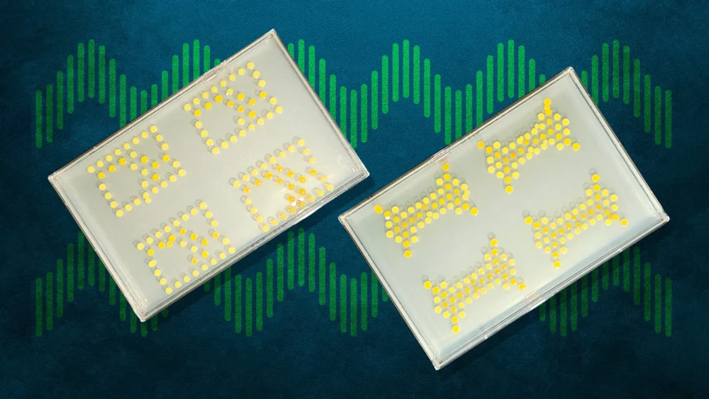 MIT turns bacteria into living transistors