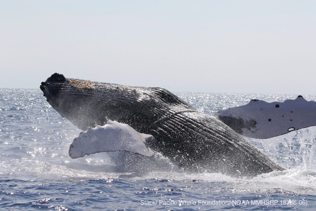 Marine heatwave likely caused sharp decline in Hawaiian humpback whales, study finds