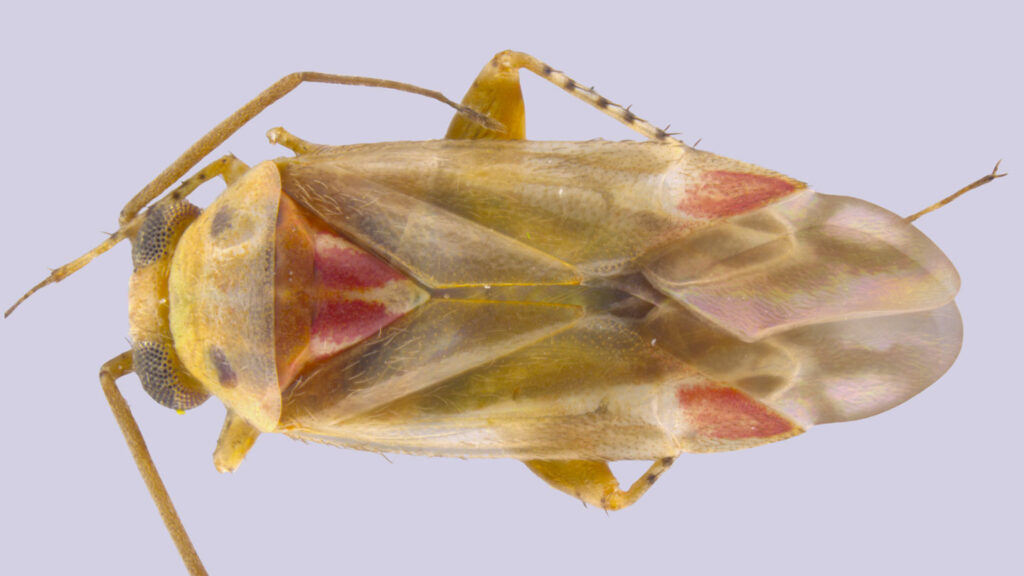 Meet Swiftiephylus, an Australian bug named after Taylor Swift